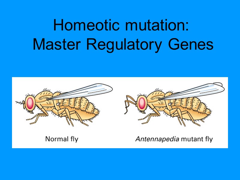 Homeotic mutation: Master Regulatory Genes Homeotic mutation: Master Regulatory Genes